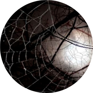 Aranhas e Teias de Aranha