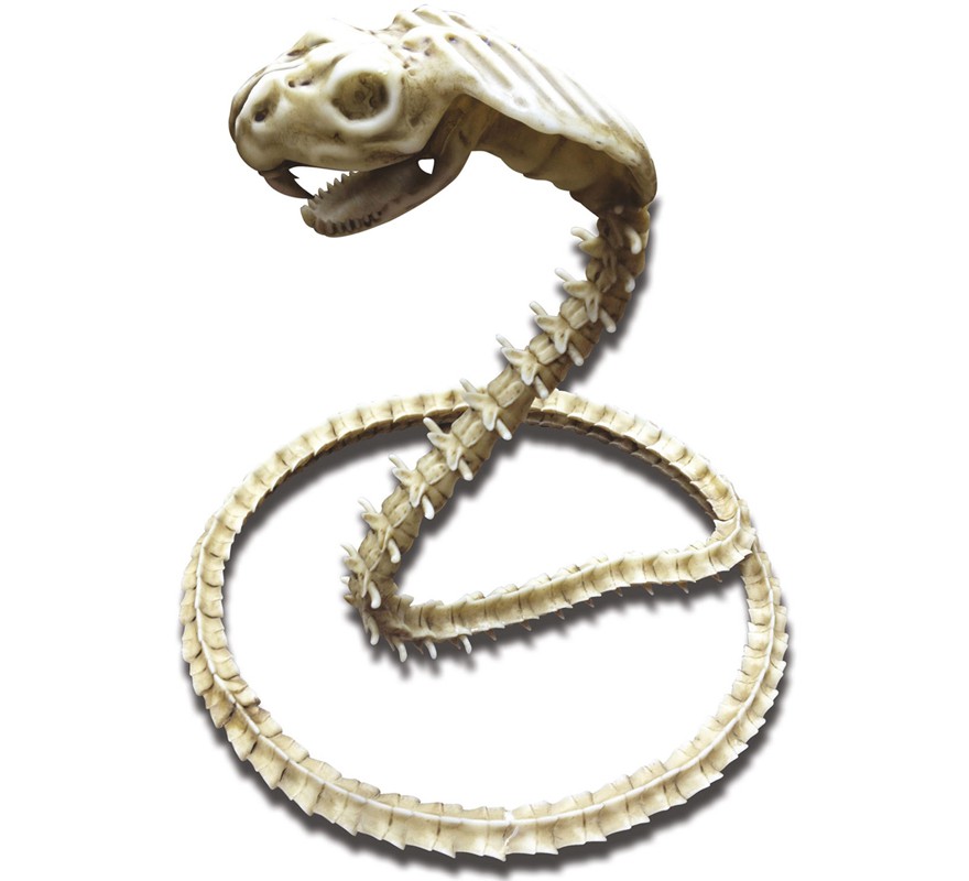 Esqueleto de Cobra 50 cm