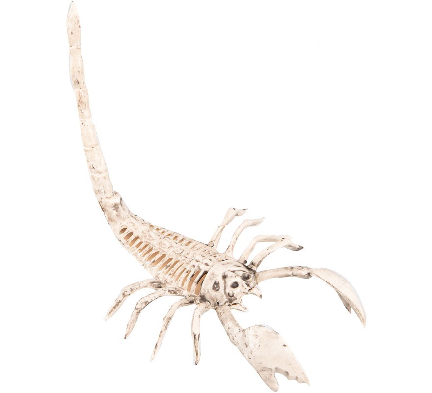Scorpion Skeleton 13x30 cm