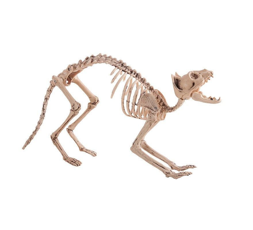Cat Skeleton measures 60X25 cm