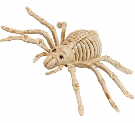 24cm Scary Spider Skeleton