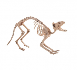 Esqueleto de gato mede 60X25 cm