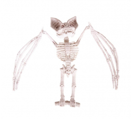 Esqueleto de morcego 27x11x7 cm