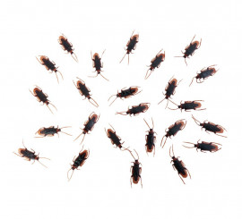 Pack of 24 Cockroaches of 7x2 cm