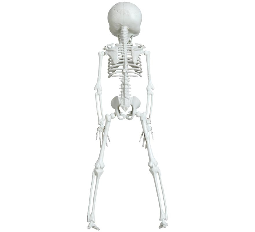 Alien Skeleton Pendant 42 cm-B