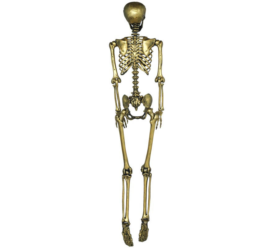 Gold skeleton 160 cm-B