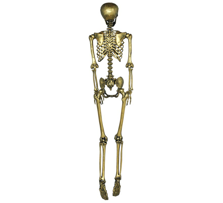 Gold skeleton 90 cm-B