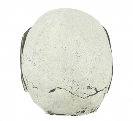 Caveira com Óculos de Resina 11 cm