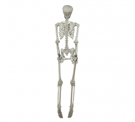 Skeleton Pendant 160 Cm