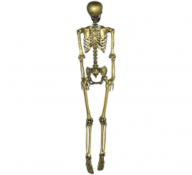 Gold skeleton 160 cm