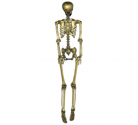 Esqueleto de ouro 90 cm