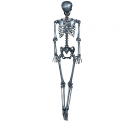 Silver skeleton 160 cm